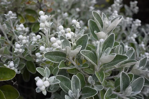 Brachyglottis is a genus of flowering plants in the aster family, Asteraceae.
